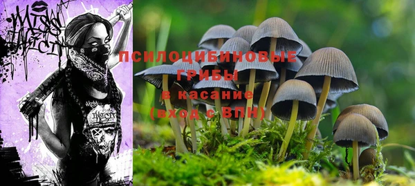 молекула духа Арсеньев