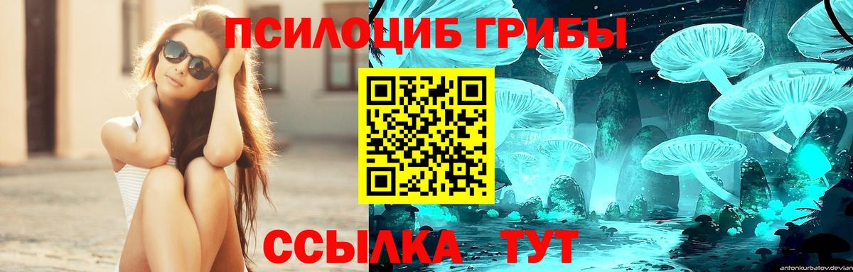 Галлюциногенные грибы Psilocybine cubensis Сыктывкар